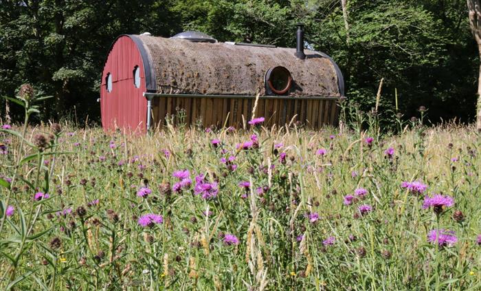 Meadow in bloom